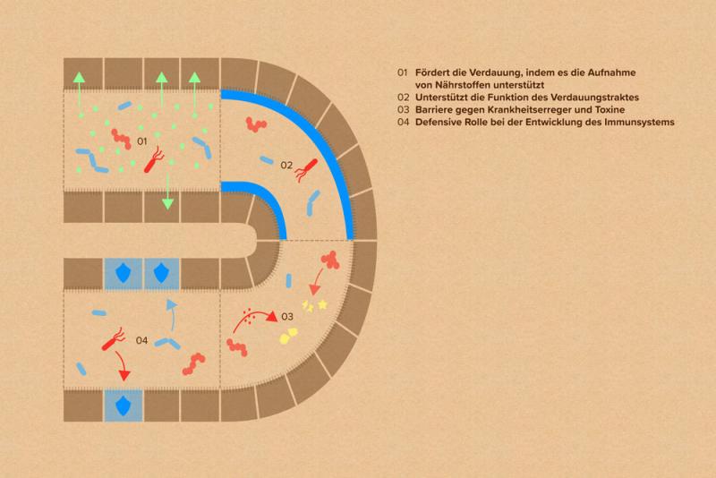 Représentation schématique des fonctions du microbiome intestinal