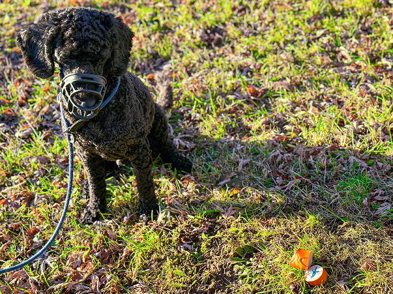Appât empoisonné pour chiens en pré